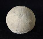 Camerogalerus cylindricus (LAMARCK 1816) - Bild © FossNet FossilienStore